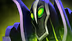 Rubick